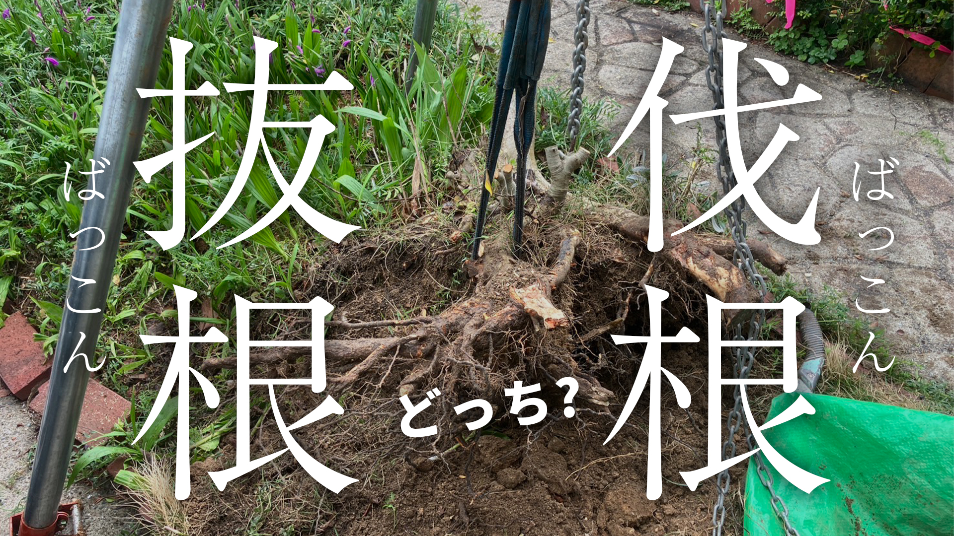 伐根」と「抜根」の違いとは？費用・安くする方法まで解説 – リぺマガ 