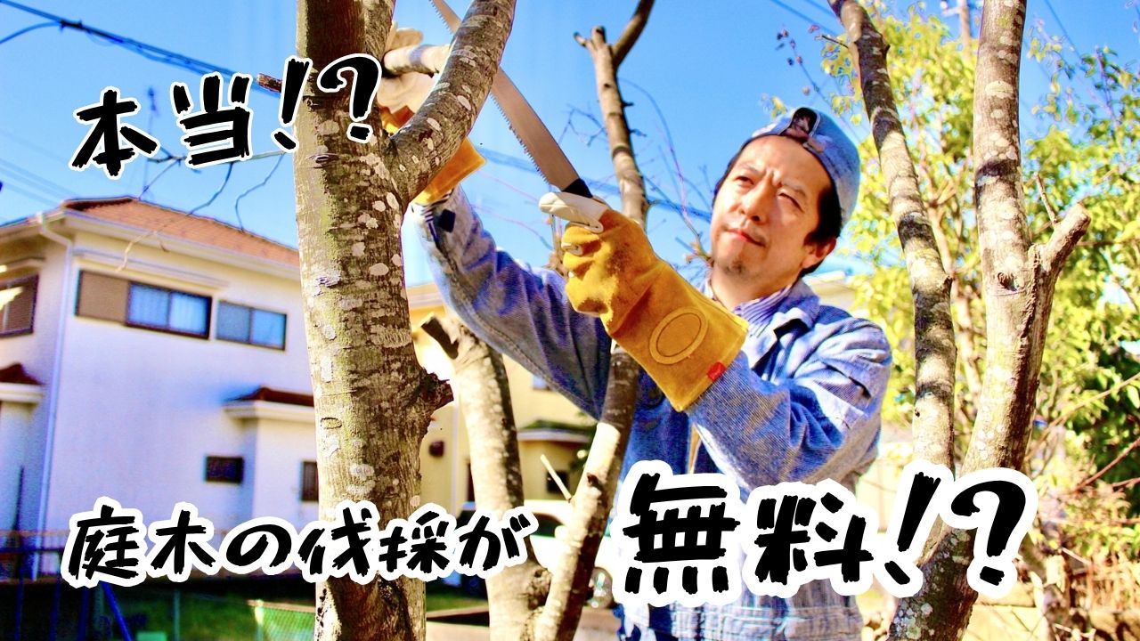 木の伐採は無料でできる？買取の可能性や費用相場を徹底解説 – リぺ 