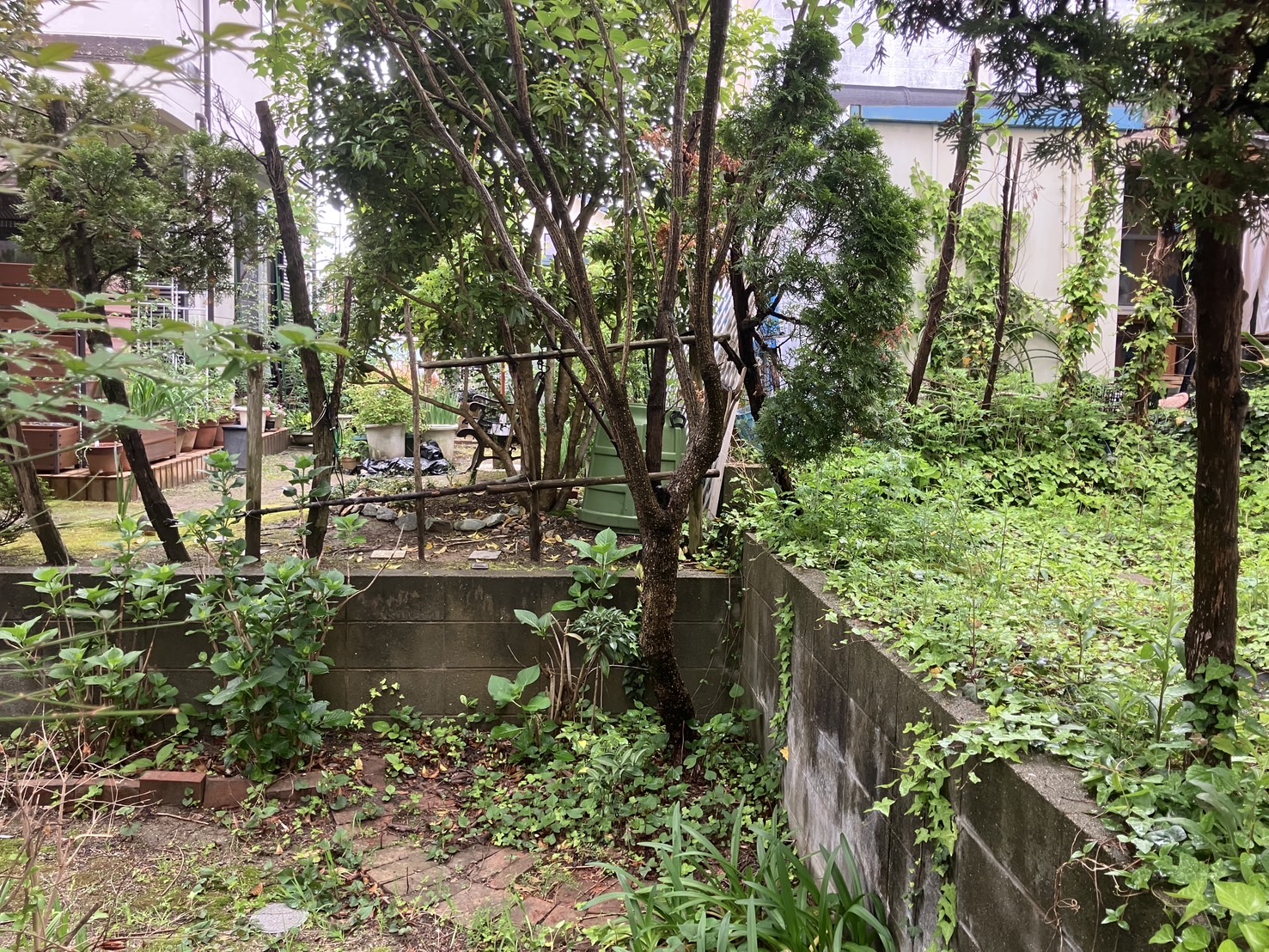 高さ3m級の木の伐採と抜根