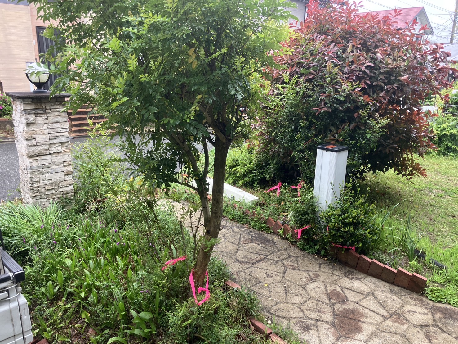 伸びすぎたシンボルツリーの伐採と抜根