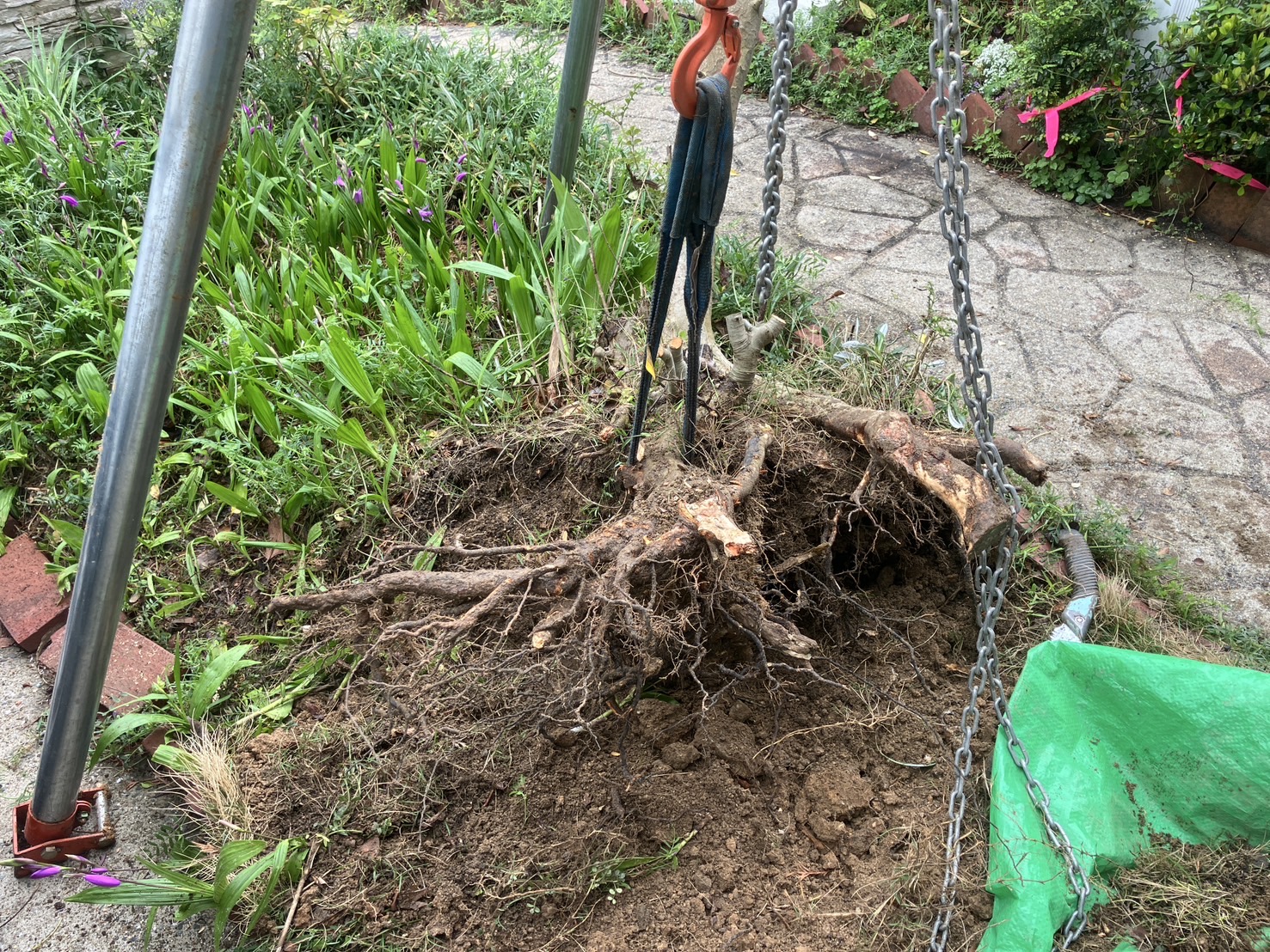 伸びすぎたシンボルツリーの伐採と抜根