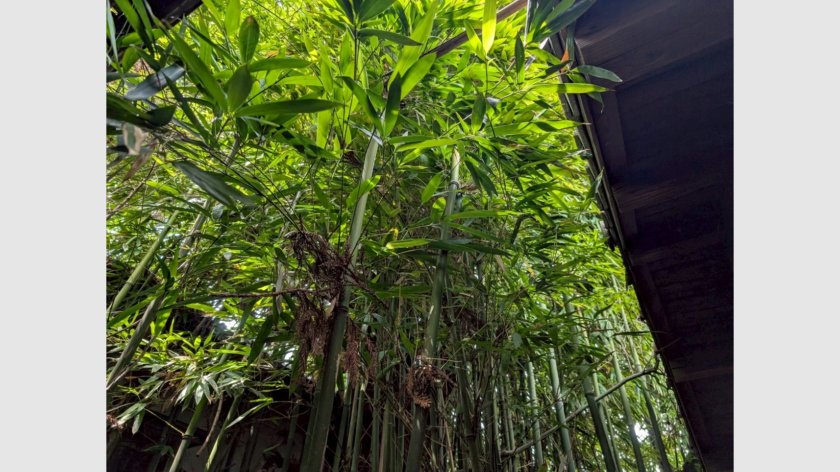 中庭の竹伐採工事