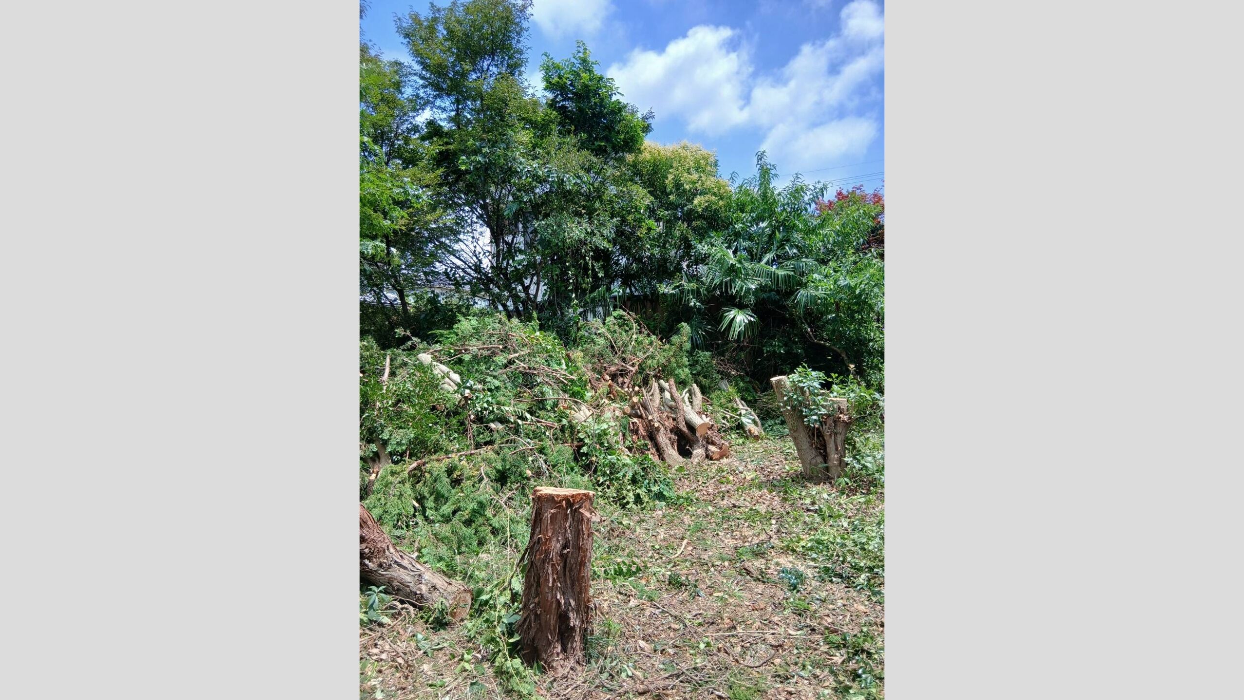 隣地にはみ出した庭木の伐採工事